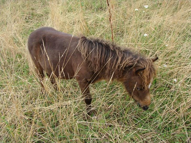 Shetlænder Fejø´s Fiona *RIP. D 22/4-12 * billede 16