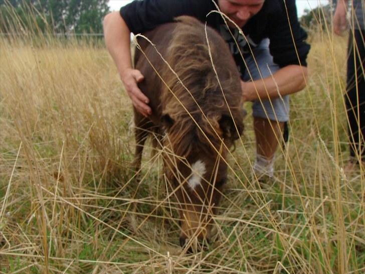 Shetlænder Fejø´s Fiona *RIP. D 22/4-12 * billede 17