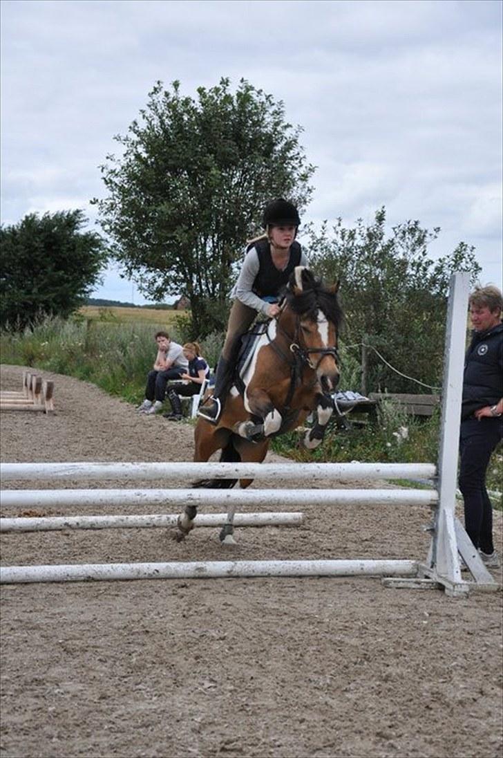 Anden særlig race Color solgt billede 13