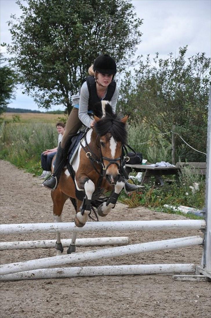 Anden særlig race Color solgt billede 14