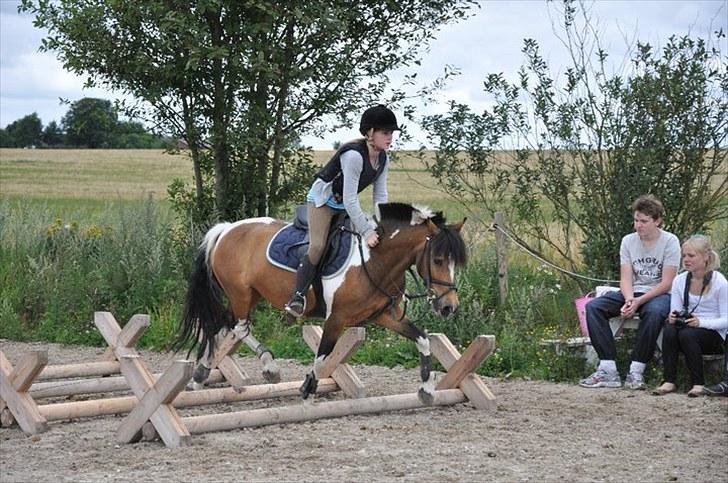 Anden særlig race Color solgt billede 15