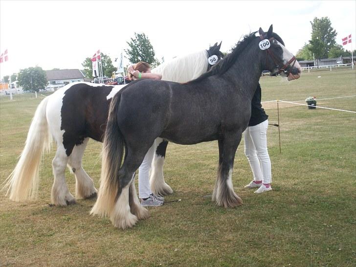 Tinker Chanti - Chanti på Det Fynske Dyrskue 2008. Til bedømmelse. :) Hun fik 22 point som 2-årig, på trods af manglende man pga. sommereksem. :) billede 8