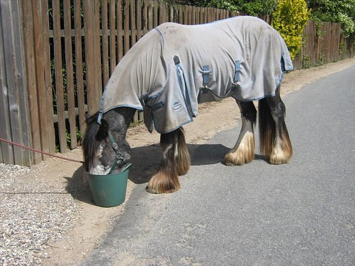 Tinker Chanti - Chanti med sit mittedækken sommer 2009. Her får hun lige sin special kost (havre, lidt müsli og hvidløgsflager) billede 11