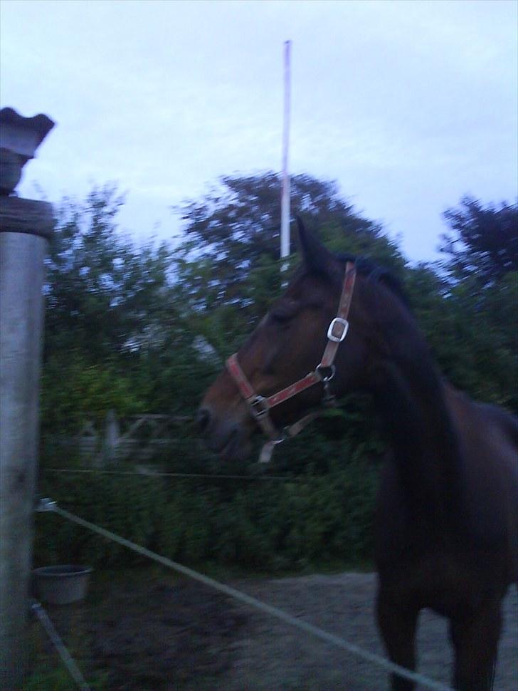 Traver Dresina billede 6