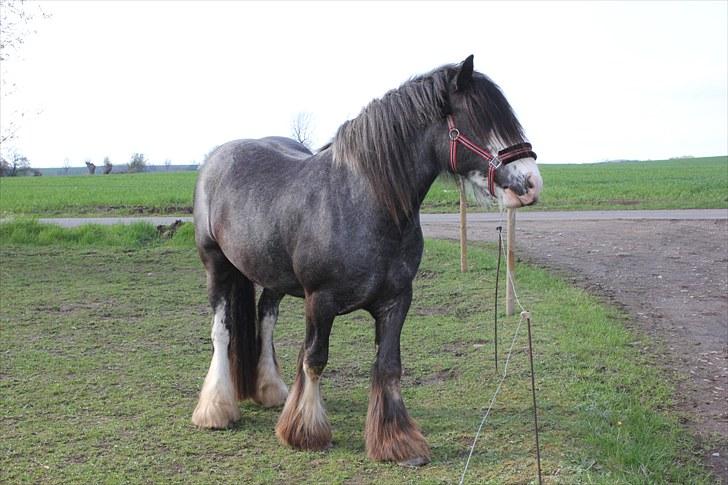 Tinker Chanti - Chanti stiller op til fotografering :) forår 2010. Så stor og smuk på én gang :D billede 16