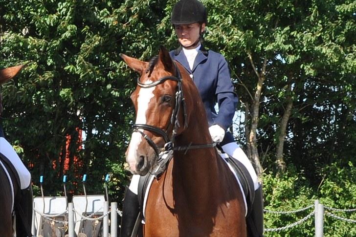 Dansk Varmblod Akina-Lorani Holst billede 7