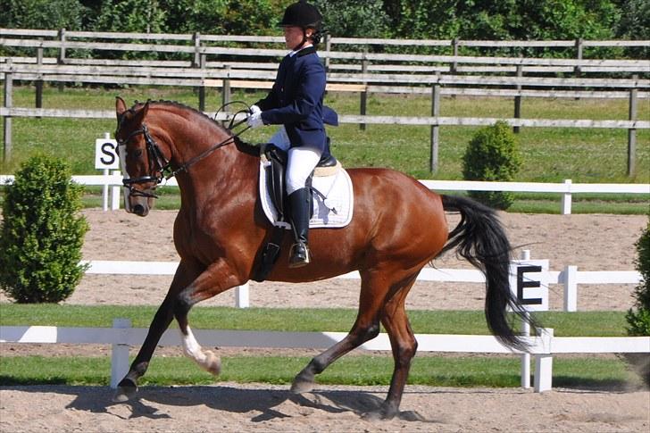 Dansk Varmblod Akina-Lorani Holst billede 8