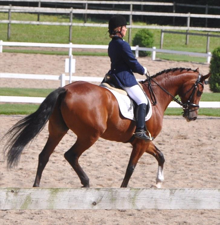 Dansk Varmblod Akina-Lorani Holst billede 9