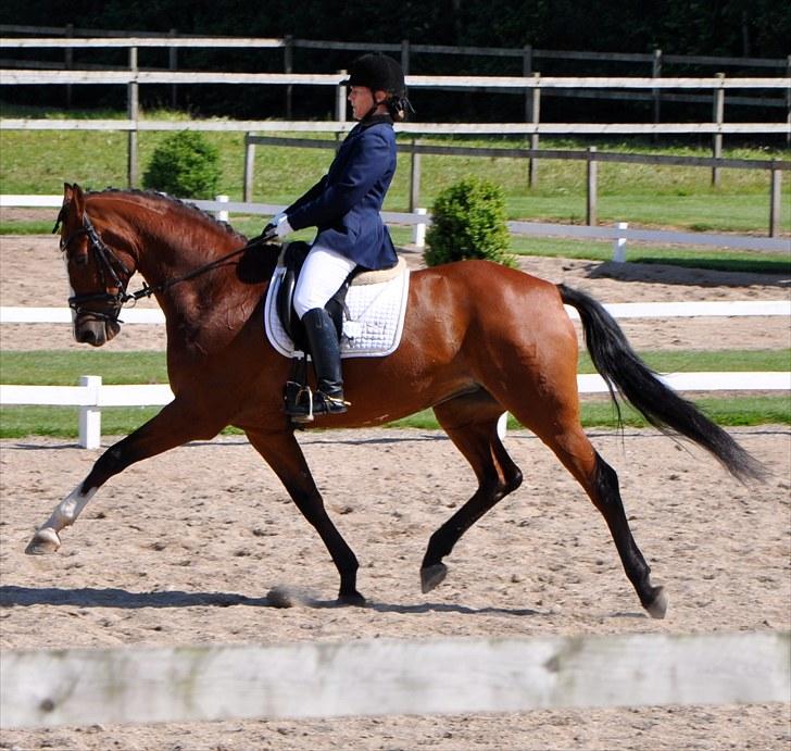 Dansk Varmblod Akina-Lorani Holst billede 10