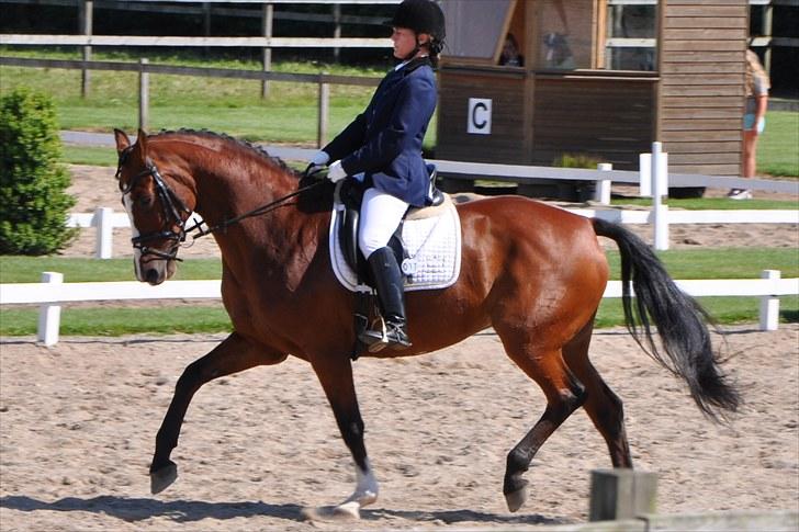 Dansk Varmblod Akina-Lorani Holst billede 11