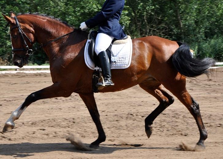 Dansk Varmblod Akina-Lorani Holst billede 12