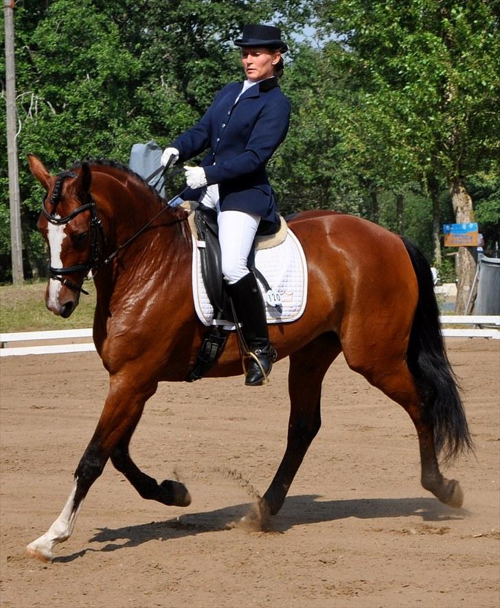 Dansk Varmblod Akina-Lorani Holst billede 13