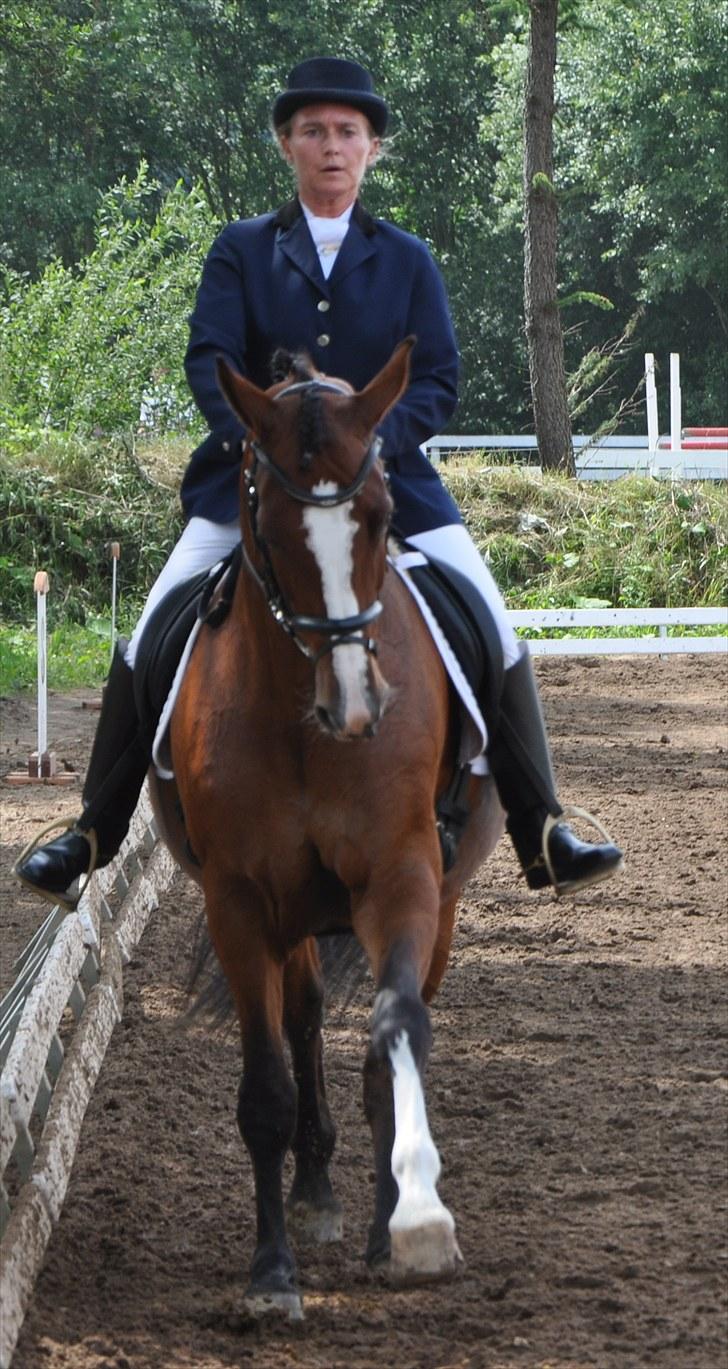 Dansk Varmblod Akina-Lorani Holst billede 14