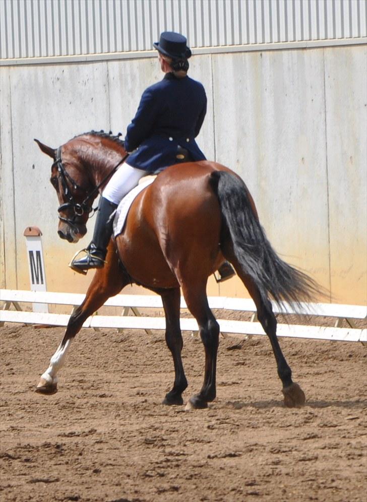 Dansk Varmblod Akina-Lorani Holst billede 15