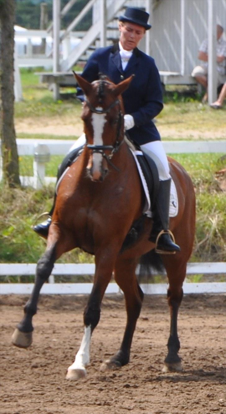 Dansk Varmblod Akina-Lorani Holst billede 16