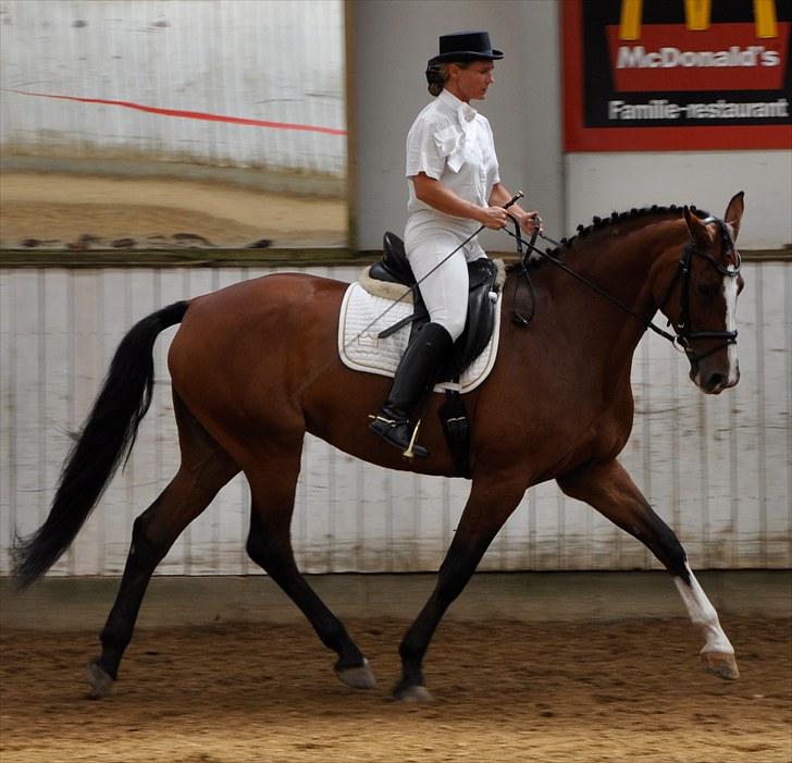 Dansk Varmblod Akina-Lorani Holst billede 17