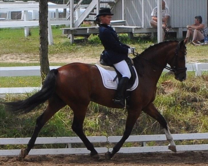 Dansk Varmblod Akina-Lorani Holst billede 18