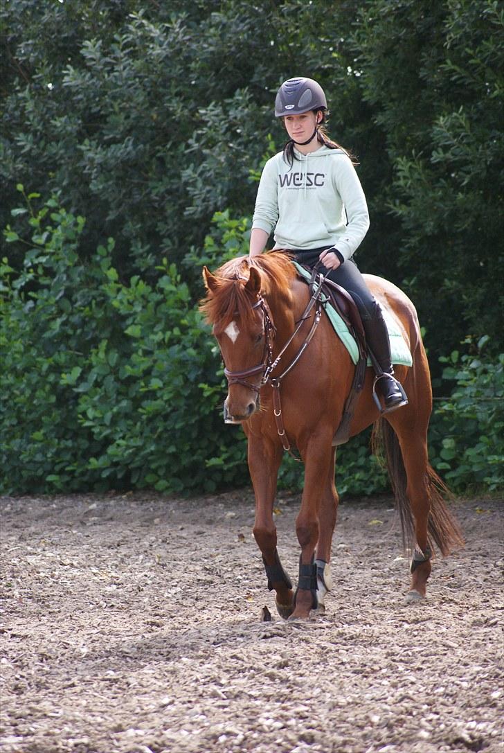 Fuldblod (XX) Ruder Dame (dullen) - <3. billede 20