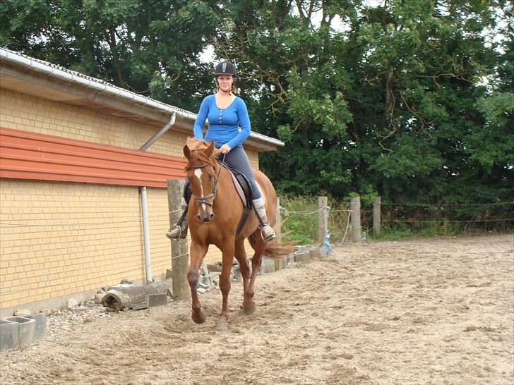 Hannoveraner Conelija billede 8