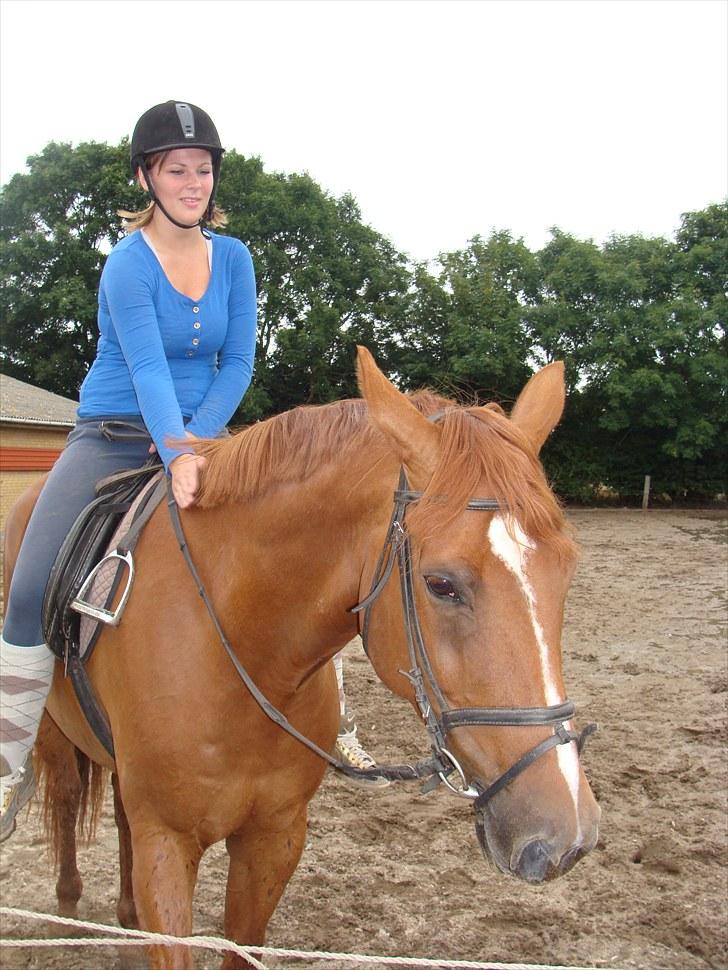 Hannoveraner Conelija billede 9