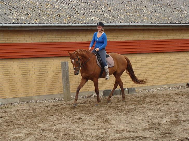 Hannoveraner Conelija billede 10