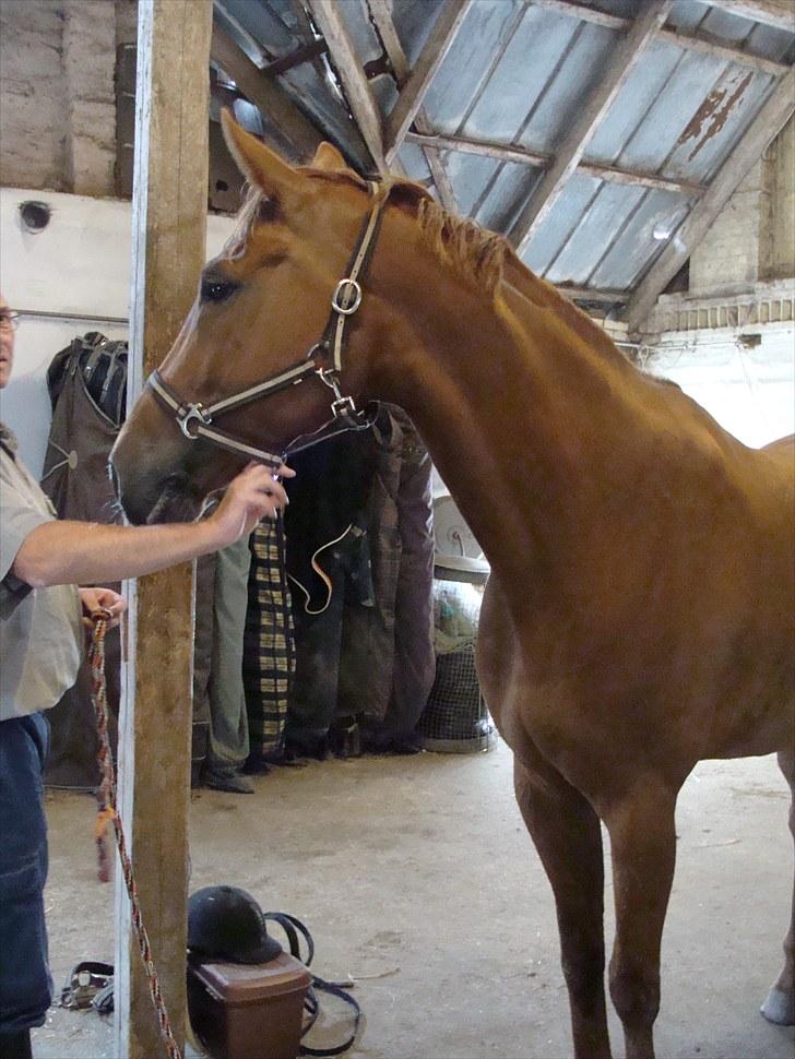 Hannoveraner Conelija billede 11