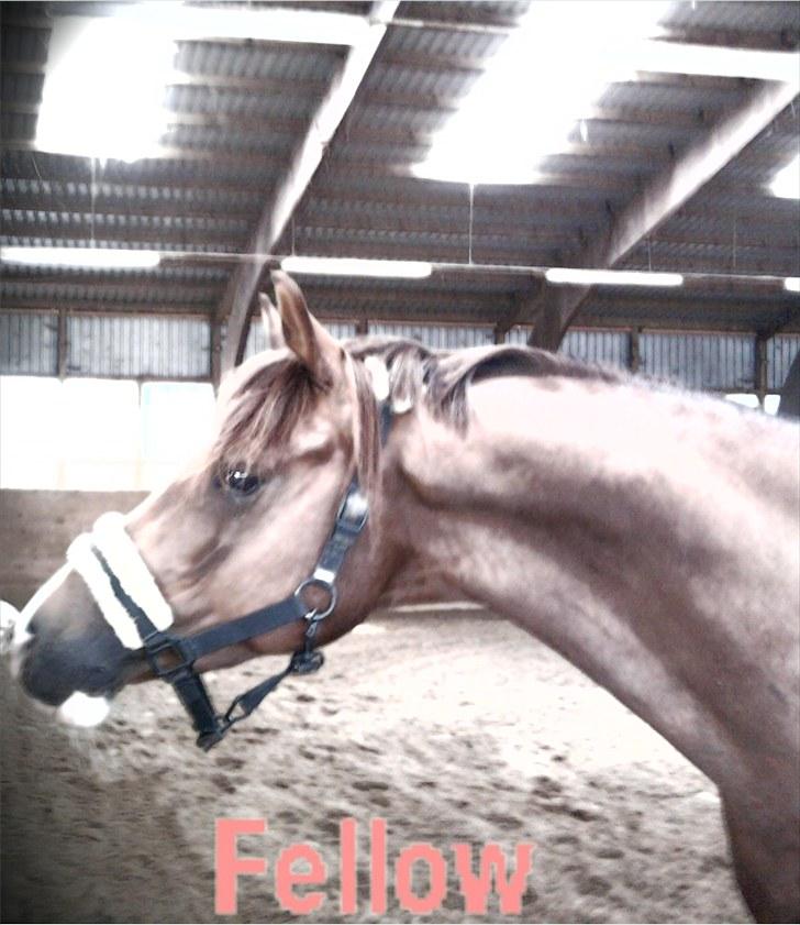 Anden særlig race Flying Fellow   billede 1