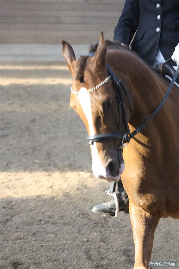 Anden særlig race Flying Fellow   billede 2