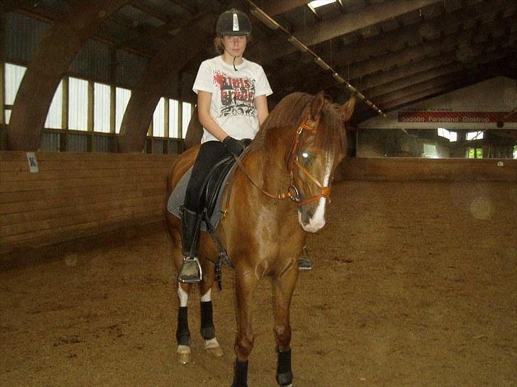 Anden særlig race Flying Fellow   billede 3