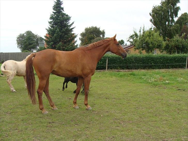 Hannoveraner Conelija billede 12