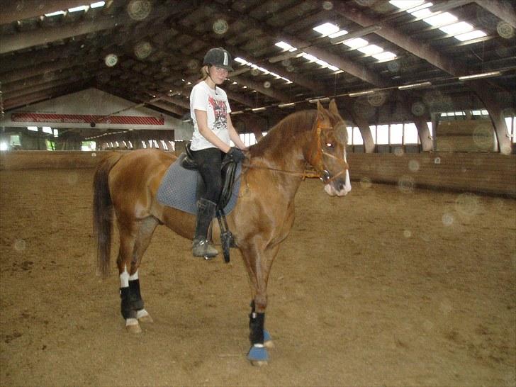 Anden særlig race Flying Fellow   billede 4