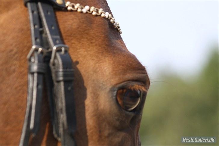 Anden særlig race Flying Fellow   billede 6