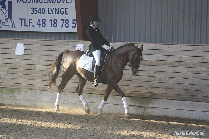 Anden særlig race Flying Fellow   billede 7