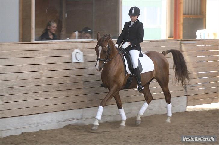 Anden særlig race Flying Fellow   billede 8