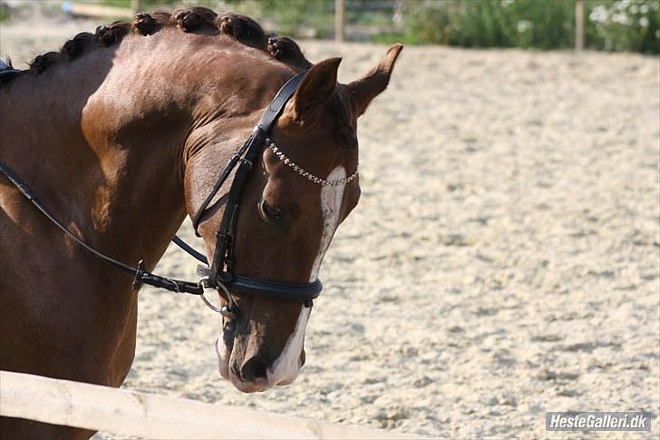 Anden særlig race Flying Fellow   billede 9