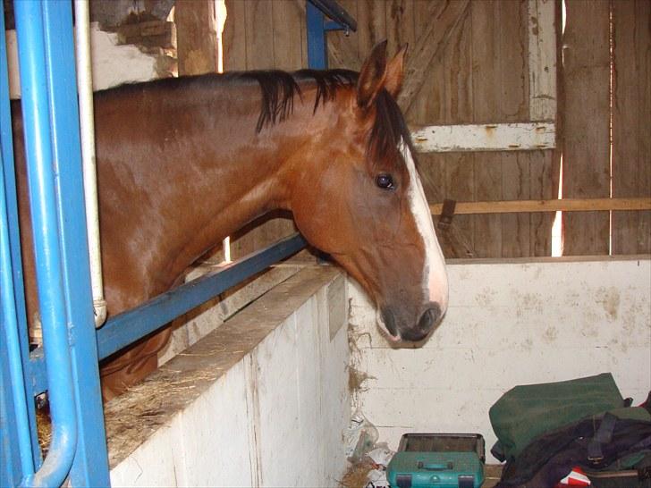 Anden særlig race Bertil billede 19