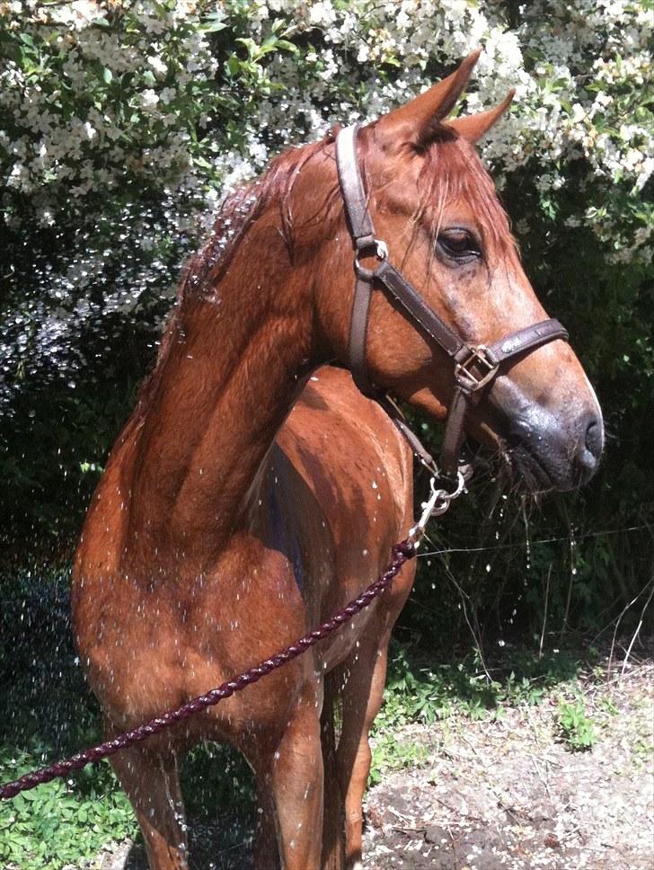 Arabisk fuldblod (OX) Kaché *solgt* billede 1