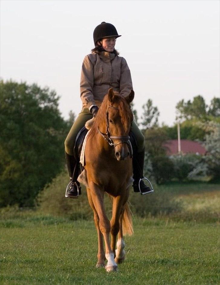 Arabisk fuldblod (OX) Kaché *solgt* billede 2