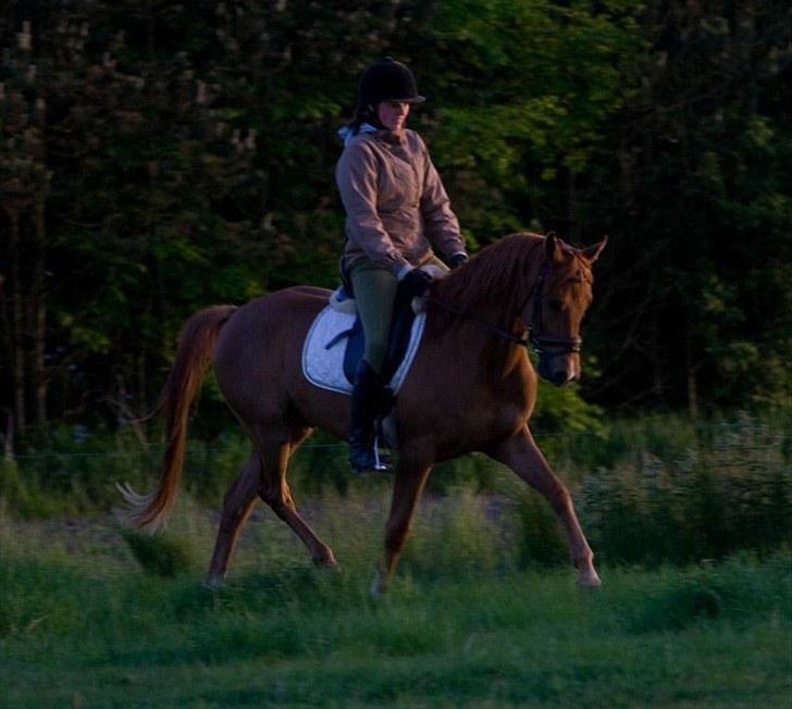 Arabisk fuldblod (OX) Kaché *solgt* billede 3