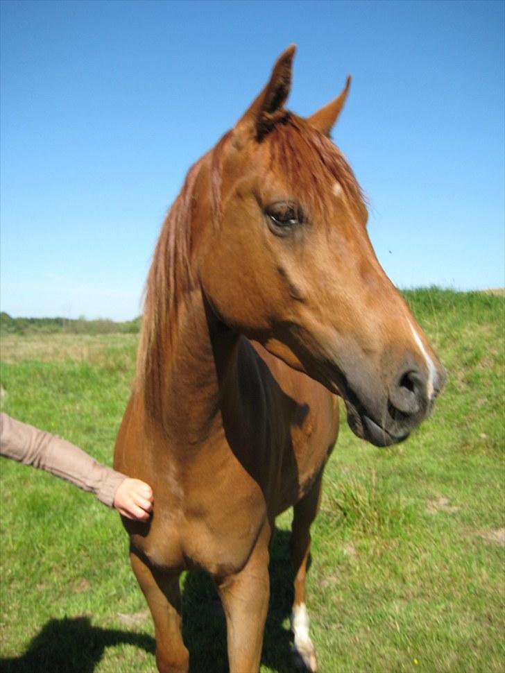 Arabisk fuldblod (OX) Kaché *solgt* billede 4