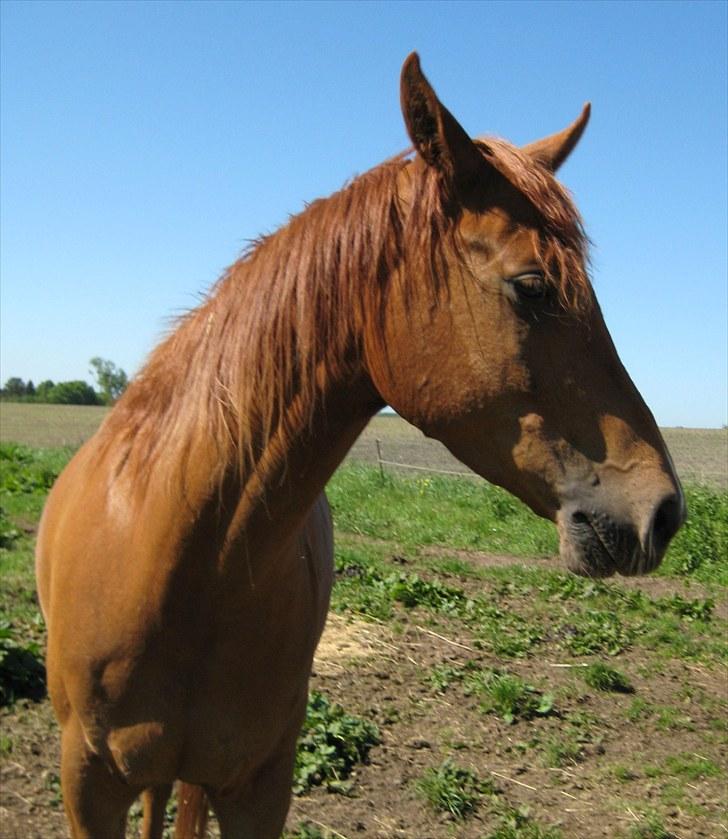 Arabisk fuldblod (OX) Kaché *solgt* billede 5