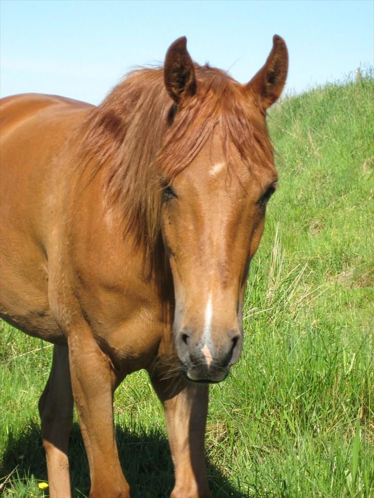 Arabisk fuldblod (OX) Kaché *solgt* billede 6