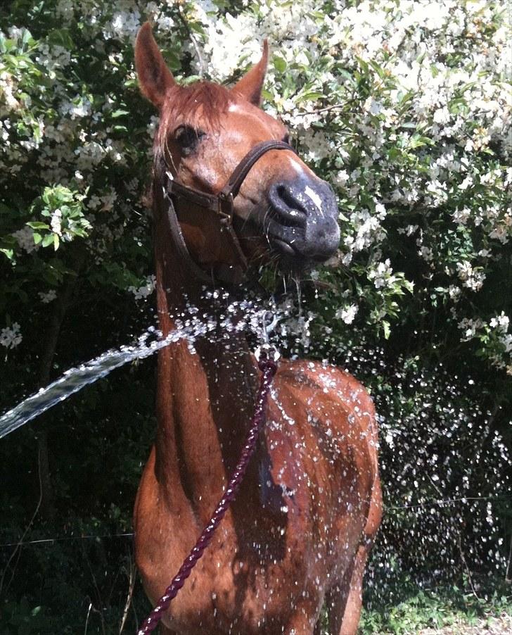 Arabisk fuldblod (OX) Kaché *solgt* billede 7