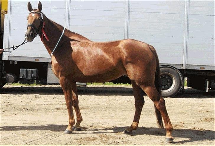 Oldenborg LINETTE HÆRUP - 18:  NYT: Eliteskue 2010. Broncemeldalje med karakterene: 8798 77 998 9 - Fotograf: PIa billede 18