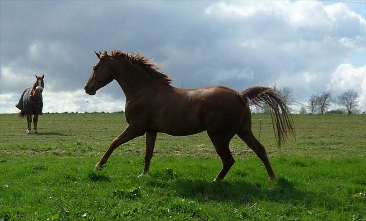 Arabisk fuldblod (OX) Kaché *solgt* billede 8