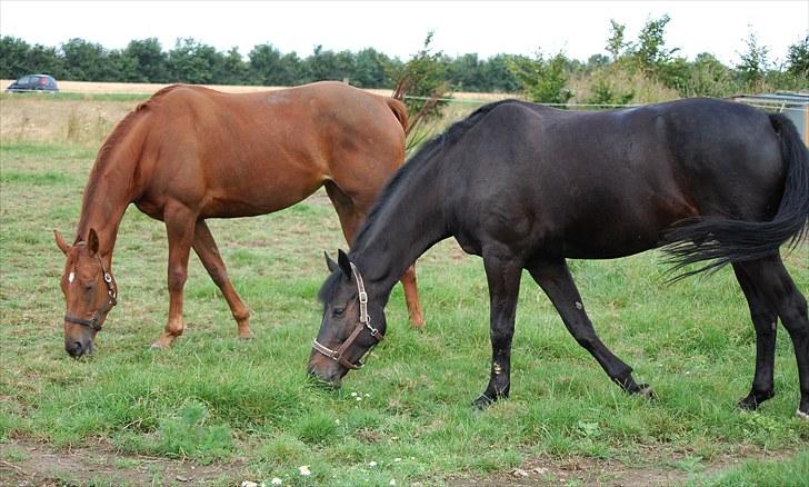 Oldenborg LINETTE HÆRUP - 20:  PÅ fold med Korporal billede 20