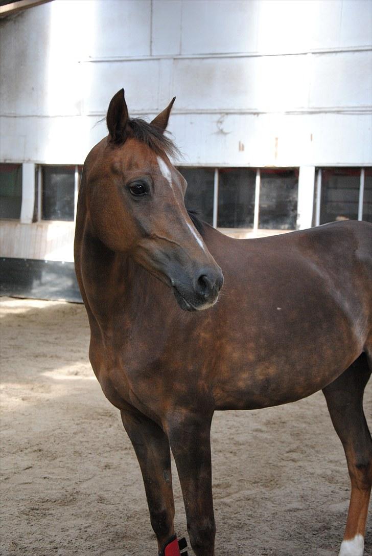 Welsh Pony (sec B) Marieton's Silvy [solgt] - smukke :D <3 billede 14