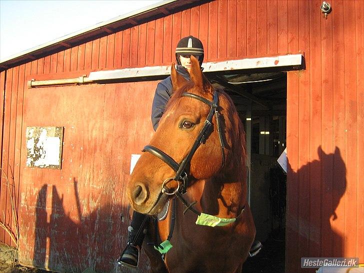 Dansk Varmblod No rain to day Frede - Frede og mig ude foran stalden  billede 11