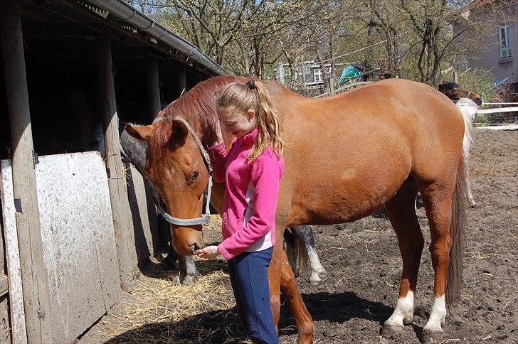 Dansk Varmblod No rain to day Frede - Frede og mig :) billede 12