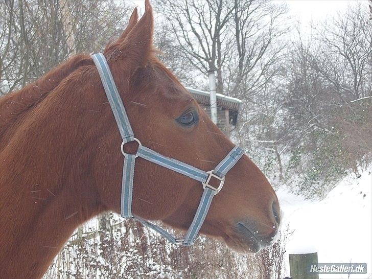 Dansk Varmblod No rain to day Frede - Frede i sneen :) billede 13